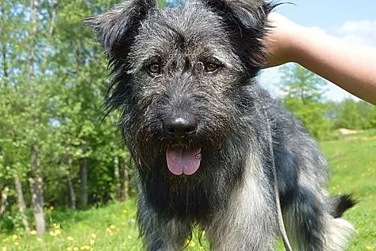 Przepiękny, wesoły kudlacz Nero czeka na dom!