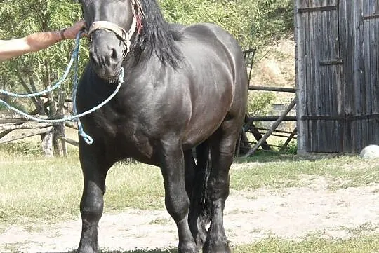 ogier zimnokrwisty, , Bukownica