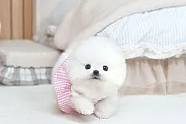 Pomeranian miniature