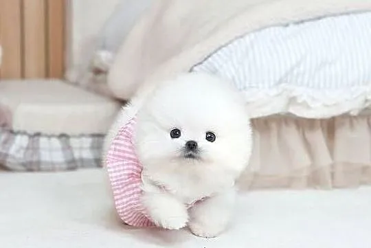 Pomeranian miniature