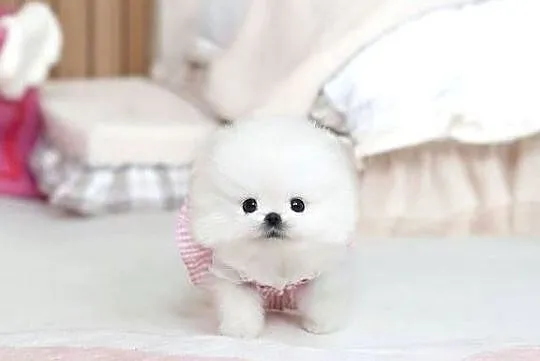 Pomeranian miniature, Mazowieckie, Warszawa
