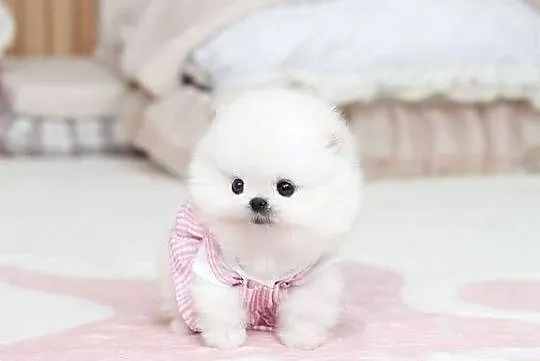 Pomeranian miniature, Mazowieckie, Warszawa