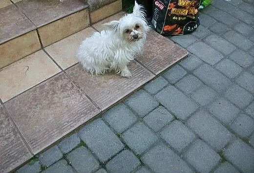Krycie suni, małopolskie Kraków