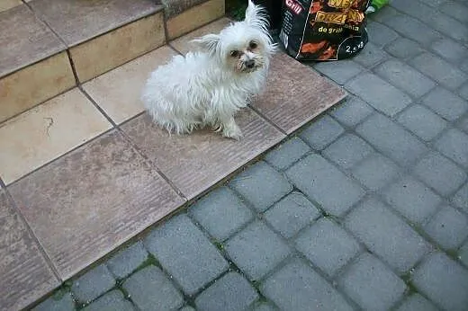 Krycie suni,  małopolskie Kraków