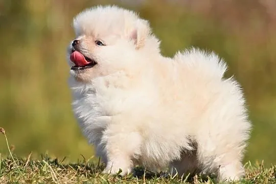 Szpic Miniaturowy Pomeranian - Cudny mały piesek, Świętokrzyskie, Kielce