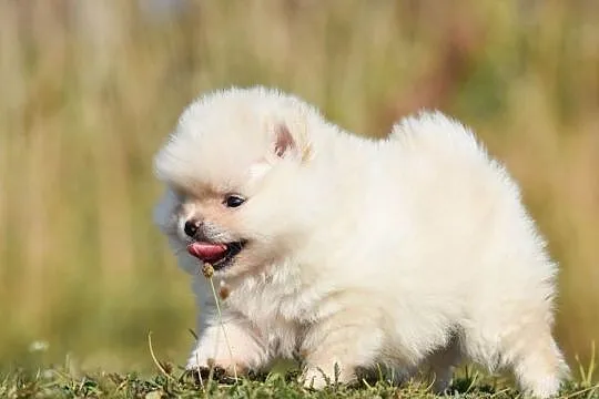 Szpic Miniaturowy Pomeranian - Cudny mały piesek, Świętokrzyskie, Kielce