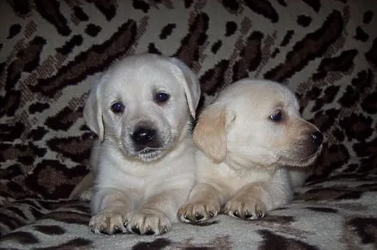 Labrador Labradory - szczeniaki biszkoptowe