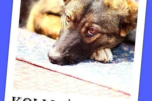 8 mies. duża suczka,przyazna,kontaktowa,łagodna.ADOPCJA,  małopolskie Kraków
