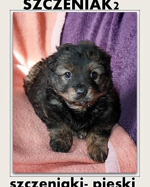 MISIE,2 mies. szczeniaki,pieski duże docelowo,szczepione.ADOPCJA, Mazowieckie, Warszawa