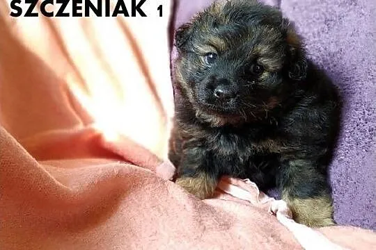 MISIE,2 mies. szczeniaki,pieski duże docelowo,szczepione.ADOPCJA, Mazowieckie, Warszawa