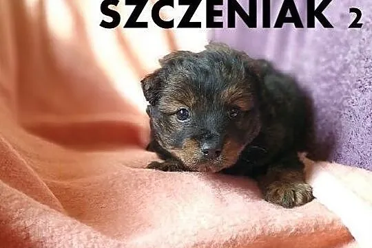 MISIE,2 mies. szczeniaki,pieski duże docelowo,szczepione.ADOPCJA, Mazowieckie, Warszawa