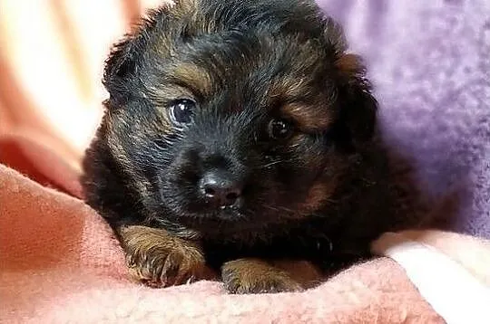 MISIE,2 mies. szczeniaki,pieski duże docelowo,szczepione.ADOPCJA, Mazowieckie, Warszawa