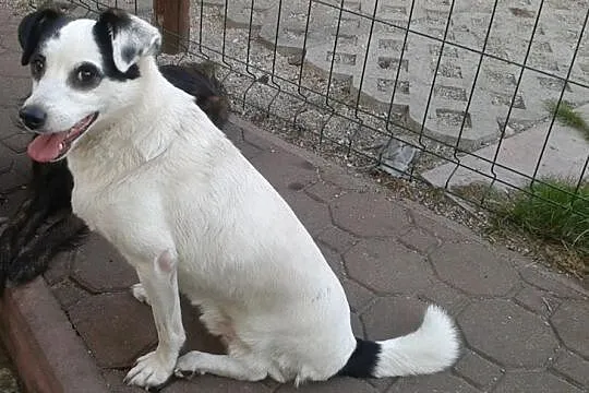 Irysek trójłapek,któremu dokucza samotność, a nie brak łapki