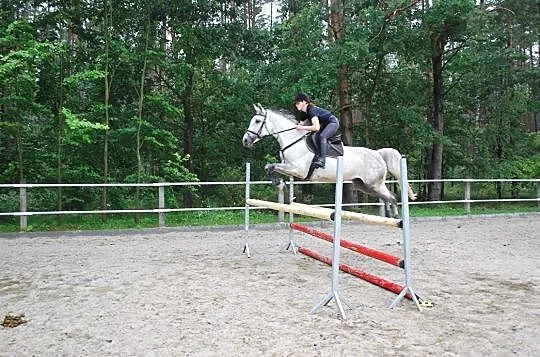 7-letnia klacz do sportu, , Tomaszów
