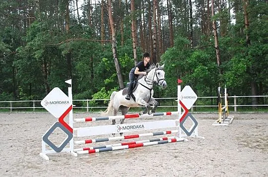 7-letnia klacz do sportu, , Tomaszów