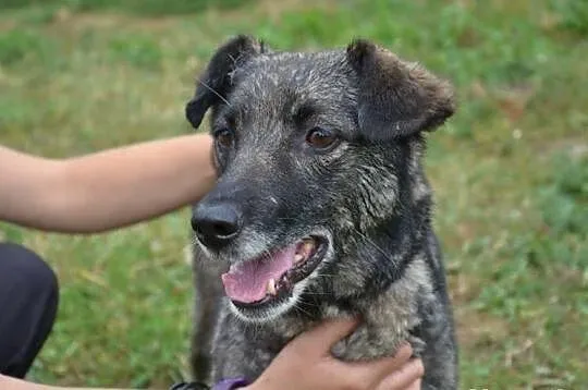 cichutka, spokojna, odżywa w towarzystwie ludzi- Marinka do adopcji