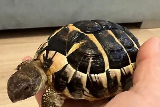 Żółw grecki lądowy Testudo Hermanni
