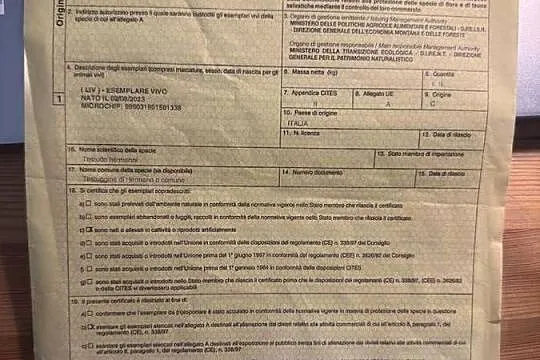 Żółw grecki lądowy Testudo Hermanni, Lubelskie, Lublin