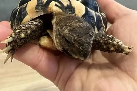 Żółw grecki lądowy Testudo Hermanni, Lubelskie, Lublin