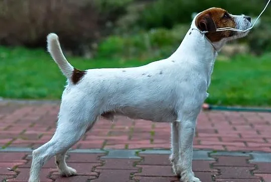 Parson Russell Terrier reproduktor