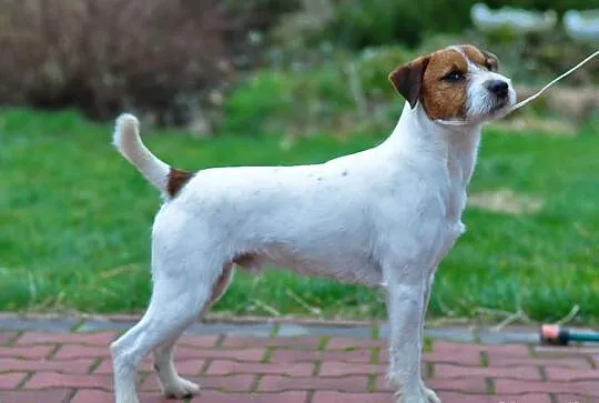 Parson Russell Terrier reproduktor