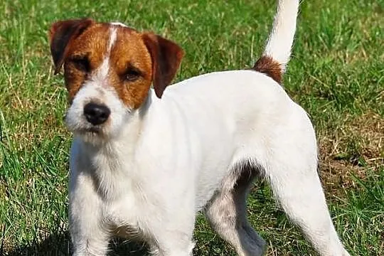Parson Russell Terrier reproduktor