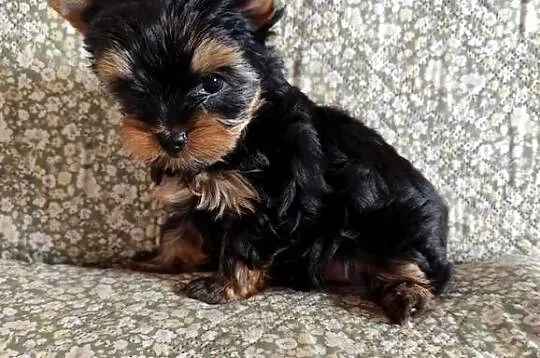 Yorkshire terrier piesek samiec