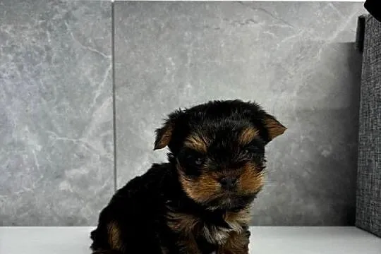 Yorkshire terrier piesek samiec, Śląskie, Żory