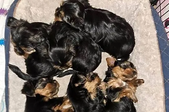 Yorkshire terrier piesek samiec, Śląskie, Żory