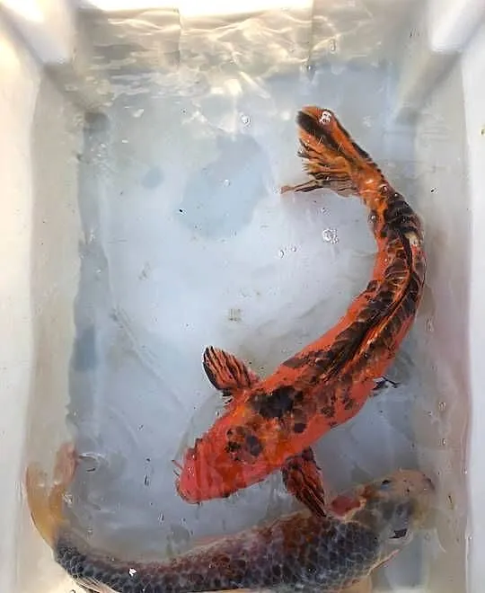 Karp KOI, Karp Ozdobny, do oczka wodnego, do stawu, Śląskie, Kobielice