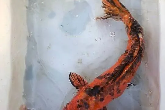 Karp KOI, Karp Ozdobny, do oczka wodnego, do stawu, Śląskie, Kobielice