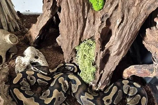 Python królewski wraz z terarium