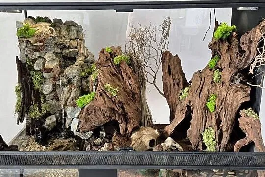 Python królewski wraz z terarium, Śląskie, Miasteczko Śląskie