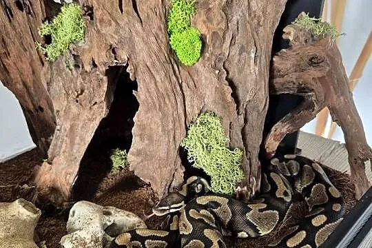 Python królewski wraz z terarium, Śląskie, Miasteczko Śląskie