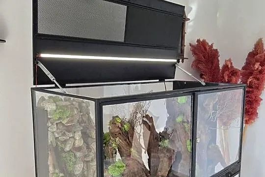 Python królewski wraz z terarium, Śląskie, Miasteczko Śląskie