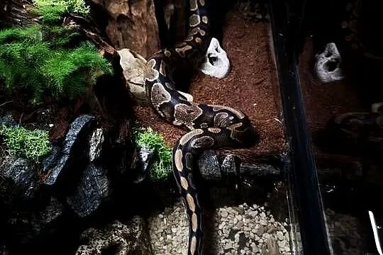 Python królewski wraz z terarium, Śląskie, Miasteczko Śląskie