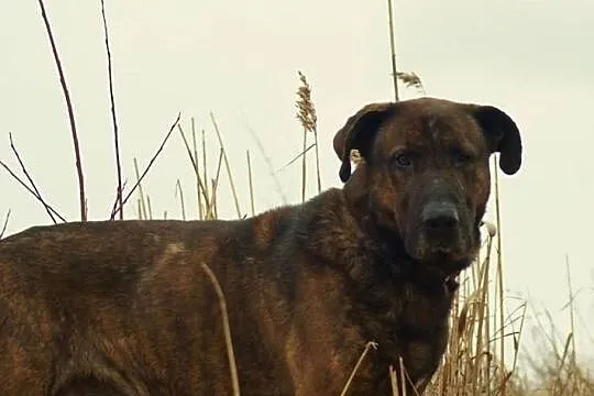 Roki, , Buk