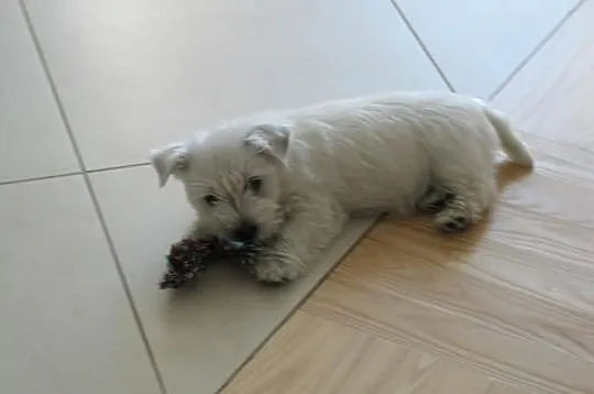 Suczka West Highland White Terrier po INTERCHAMPIO