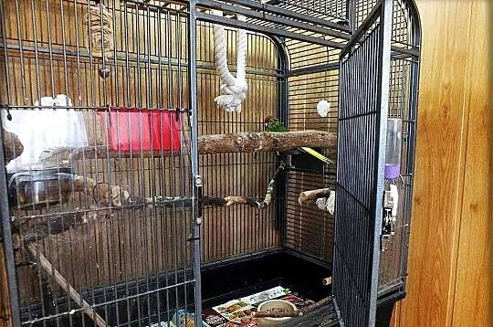 Papuga Modrolotka Koza Młody Samczyk Idealny pupilek do domu, Lubuskie, Lubsko