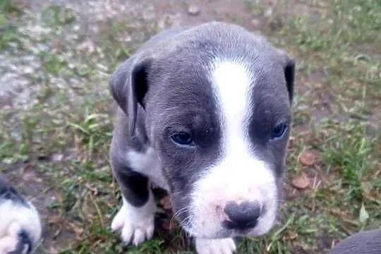 Szczeniaki tupu amstaff blue, Mazowieckie, Mińsk Mazowiecki