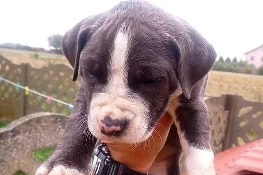 Szczeniaki tupu amstaff blue, Mazowieckie, Mińsk Mazowiecki