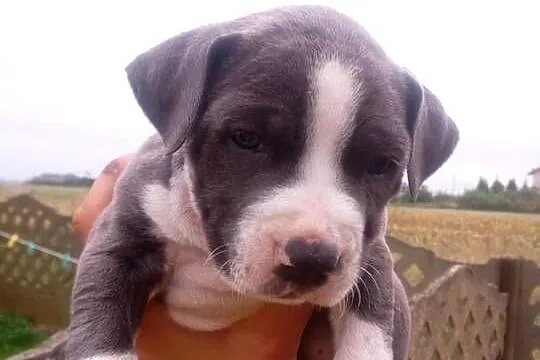 Szczeniaki tupu amstaff blue, Mazowieckie, Mińsk Mazowiecki