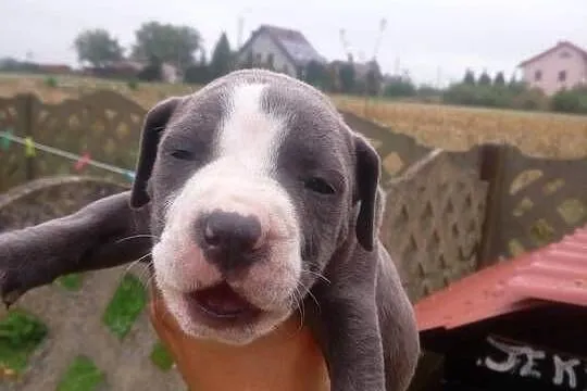 Szczeniaki tupu amstaff blue, Mazowieckie, Mińsk Mazowiecki