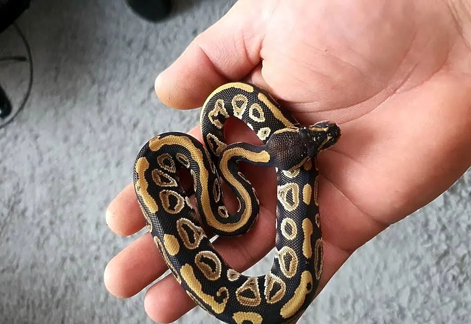Wąż królewski / pastel / mojave / phantom, Świętokrzyskie, Ożarów