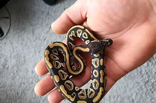 Wąż królewski / pastel / mojave / phantom, Świętokrzyskie, Ożarów