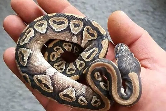Wąż królewski / pastel / mojave / phantom, Świętokrzyskie, Ożarów