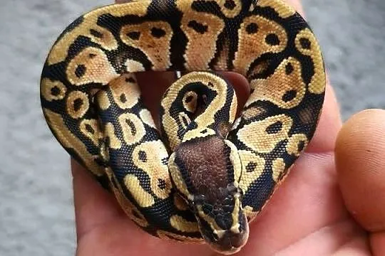 Wąż królewski / pastel / mojave / phantom, Świętokrzyskie, Ożarów