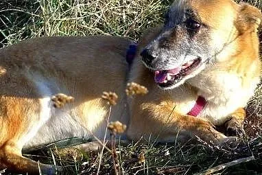 Kaja - przestraszona sunia, całe życie w schronisk