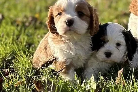 Cavalier King Charles Spaniel Blenheim Tricolor