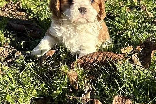 Cavalier King Charles Spaniel Blenheim Tricolor, Małopolskie, Tarnów